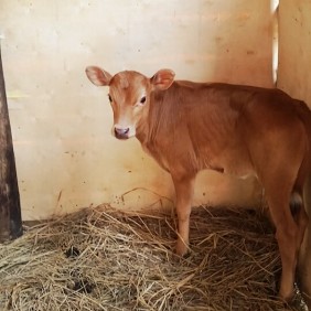 A curious calf at a One Acre Fund farm